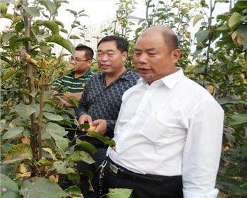 客戶視察基地[河南梨樹苗]